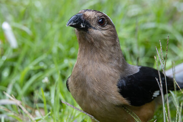 Nature wildlife image of beautiful huge bird of Bornean Treepie (Dendrocitta Cinerascen) known also endemic to Borneo Island