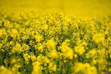 Obraz premium Yellow rapeseed fields in bloom in a sunny day