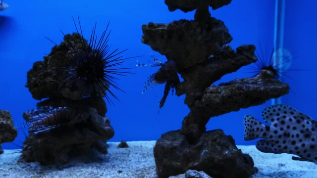Sea Urchin underwater or sea hedgehogs in aquarium.