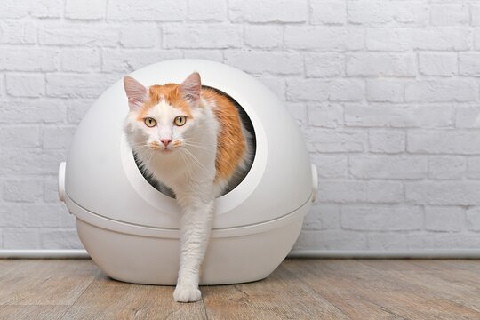 Cute tabby cat going out of a self-cleaning Litter box. Horizontal image with copy space.	