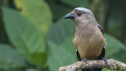 Nature wildlife image of beautiful huge bird of Bornean Treepie (Dendrocitta Cinerascen) known also endemic to Borneo Island