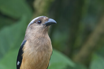 Nature wildlife image of beautiful huge bird of Bornean Treepie (Dendrocitta Cinerascen) known also endemic to Borneo Island