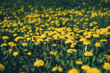 Fototapeta premium Young yellow spring dandelions