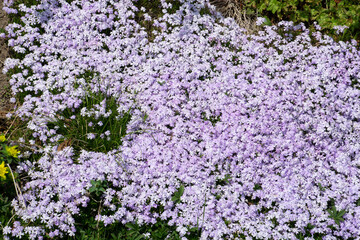 phlox in spring bloom with tiny light violet flowers in the meadow