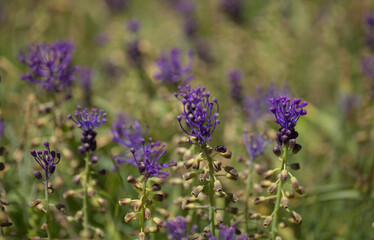 Flora of Gran Canaria -  Leopoldia comosa, tassel hyacinth natural macro floral background