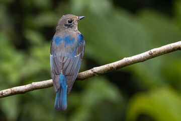 Juvenile Blue-and-white Flycatcher, Japanese Flycatcher male blue and white color perched on a tree