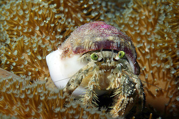 fotografie subacquee di pesci tropicali