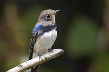Juvenile Blue-and-white Flycatcher, Japanese Flycatcher male blue and white color perched on a tree