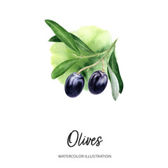 Olives watercolor illustration isolated on splash background