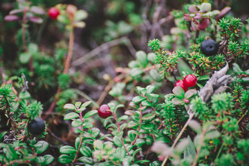 Wild lingonberries