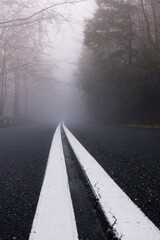 A lonely foggy asphalt road cutting through mystery forest