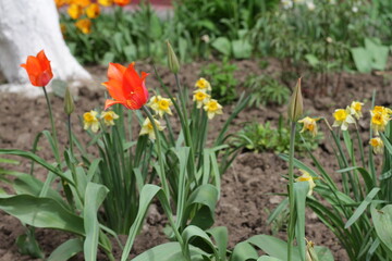 Fototapeta premium daffodils in the garden
