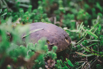Lurking mushroom