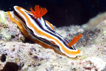 fotografie subacquee di pesci tropicali