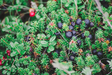 Wild lingonberries and shiksha