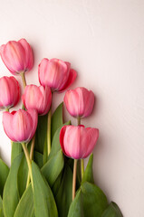 Obraz premium pink tulips