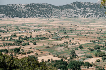 agricultural fields during harvesting with olive trees crete greece