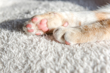 Close-up of a cat’s paws