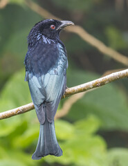 Nature wildlife image of Bronze Drongo bird (Dicrurus aeneus) on perch