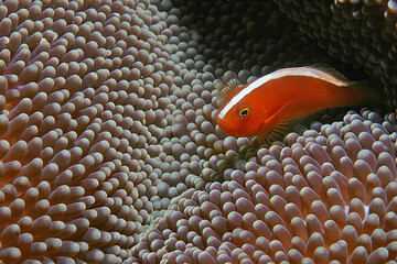 fotografie subacquee di pesci tropicali © Marco