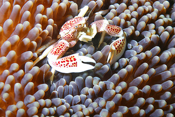 fotografie subacquee di pesci tropicali