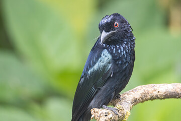 Nature wildlife image of Bronze Drongo bird (Dicrurus aeneus) on perch
