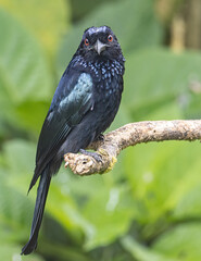 Nature wildlife image of Bronze Drongo bird (Dicrurus aeneus) on perch
