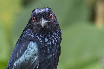 Nature wildlife image of Bronze Drongo bird (Dicrurus aeneus) on perch