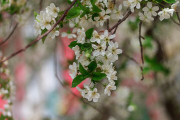 tree blossom