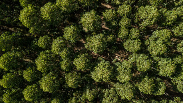 Aerial capture of eucalyptus plantations. Aerial capture with drone.