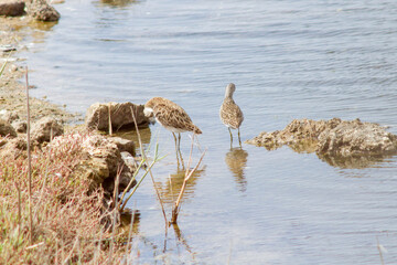 Mom and child of the pectoral sandpiper (Calidris melanotos) in Nucleo Carabinieri Biodiversity of...