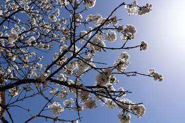 flowering trees in Batumi, spring in Batumi. Adjara, Georgia