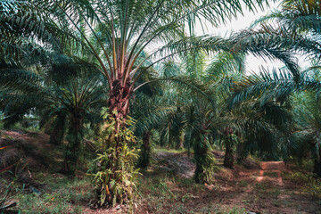 Wide view of oil palm plantation.