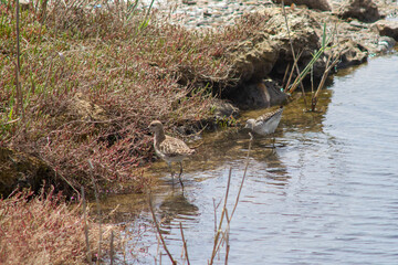 Mom and child of the pectoral sandpiper (Calidris melanotos) in Nucleo Carabinieri Biodiversity of the 