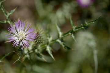 Flora of Gran Canaria - Galactites tomentosa, natural macro floral background
