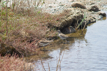 Mom and child of the pectoral sandpiper (Calidris melanotos) in Nucleo Carabinieri Biodiversity of the 