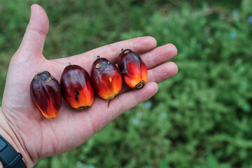 A hand holding oil palm fruits.