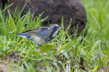 Juvenile Blue-and-white Flycatcher, Japanese Flycatcher male blue and white color perched on a tree