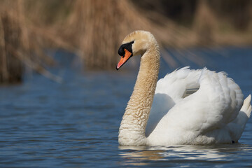 Fototapeta premium Proud swan swims in Lake Constance