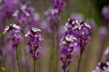 Obraz premium Flora of Gran Canaria - lilac flowers of crucifer plant Erysimum albescens, endemic to the island natural macro floral background 
