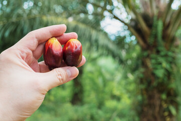 A hand holding oil palm fruits with oil palm trees at the background out of focus.