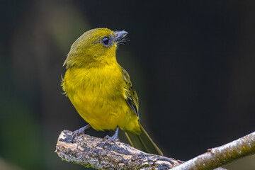 Nature wildlife bird Bornean whistler (Pachycephala hypoxantha), or Bornean mountain whistler perch on branch