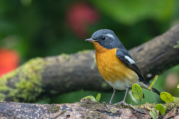 A Migration bird (Mugimaki Flycatcher) on the branch found in Sabah Borneo