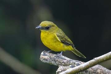 Nature wildlife bird Bornean whistler (Pachycephala hypoxantha), or Bornean mountain whistler perch on branch