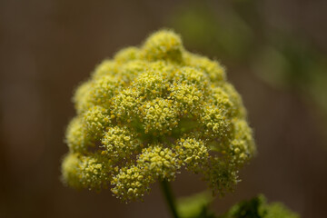 Flora of Gran Canaria - Todaroa montana, plant endemic to the Canary Islands, natural macro floral...