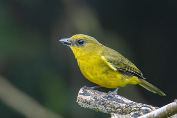 Nature wildlife bird Bornean whistler (Pachycephala hypoxantha), or Bornean mountain whistler perch on branch