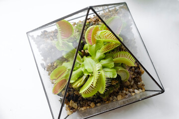 Carnivorous Venus Fly Traps Dionaea muscipula in geometric terrarium.