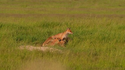 Red fox takes care of fox cubs, adorable fox family in the meadow