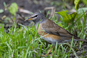 Nature wildlife image of Eyebrow thrush bird on nature jungle