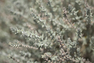 Flora of Gran Canaria - Micromeria varia herb, locally called thyme, endemic to Canaries and Madeira,  natural macro floral background
